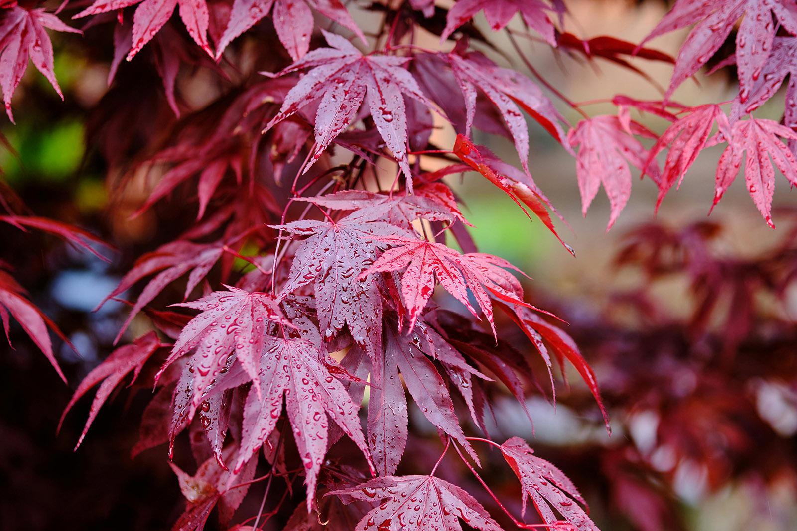 15 Maple Species: Growing Guide for All Zones