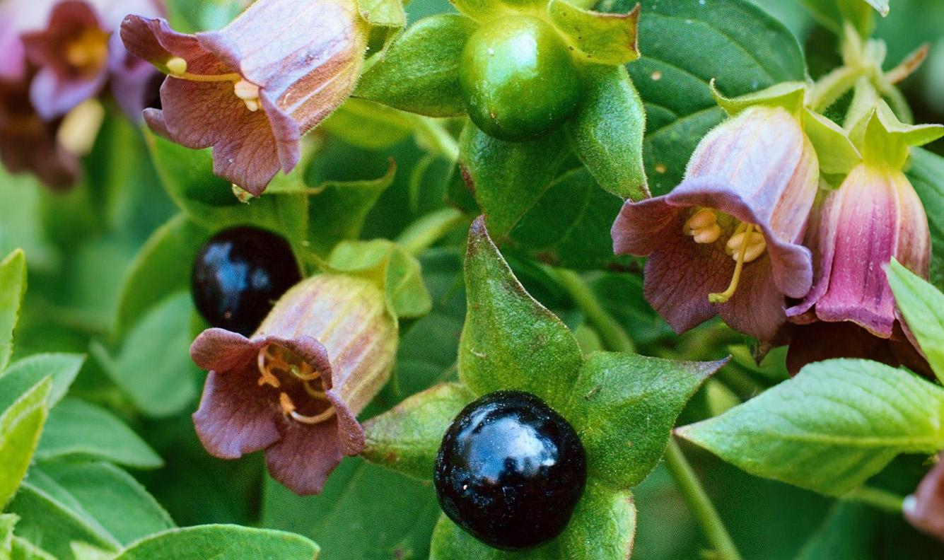 Belladonna Safety Guide: ID, Toxicity & Removal