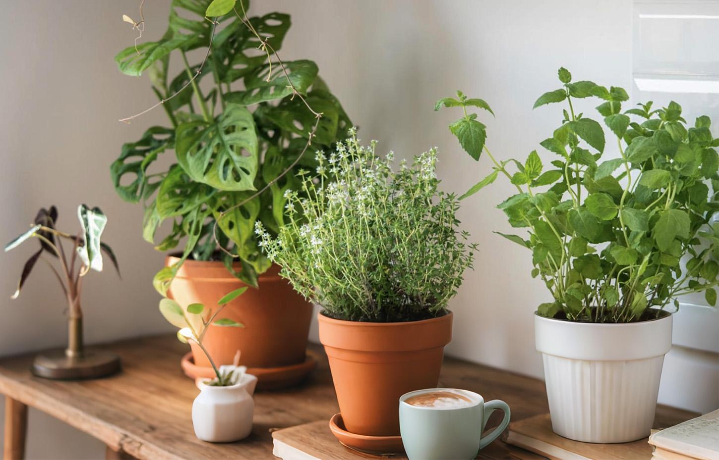 10 Best Kitchen-Friendly Houseplants: Care Guide