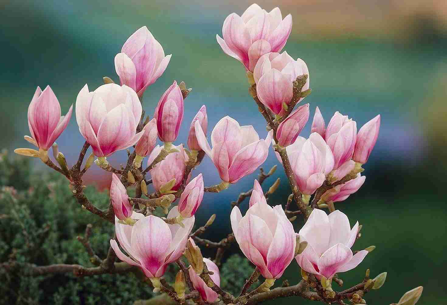 12 Gorgeous Magnolia Varieties: A Simple Growing Guide