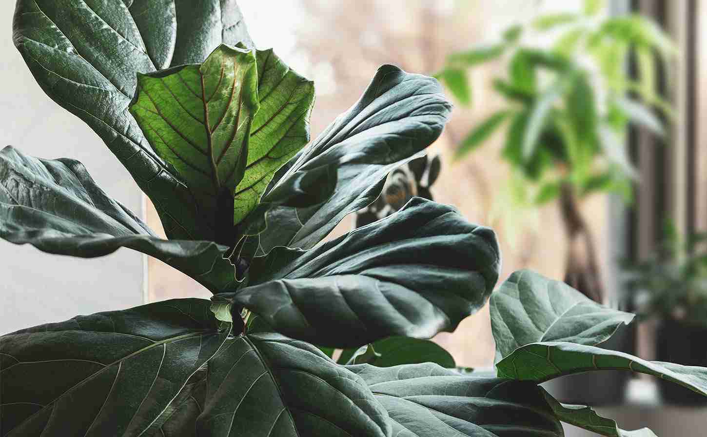 How to Grow and Care for a Fiddle Leaf Fig 