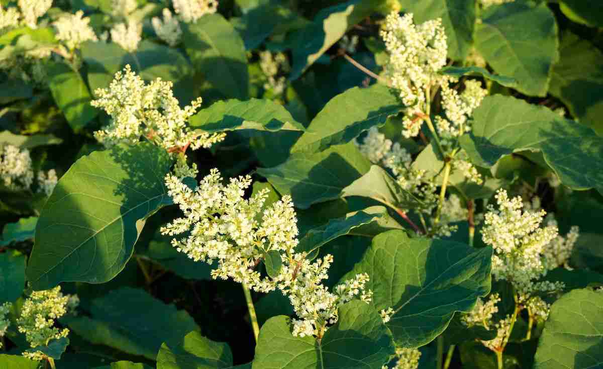 How to Kill Japanese Knotweed: 4 Proven Methods for Good