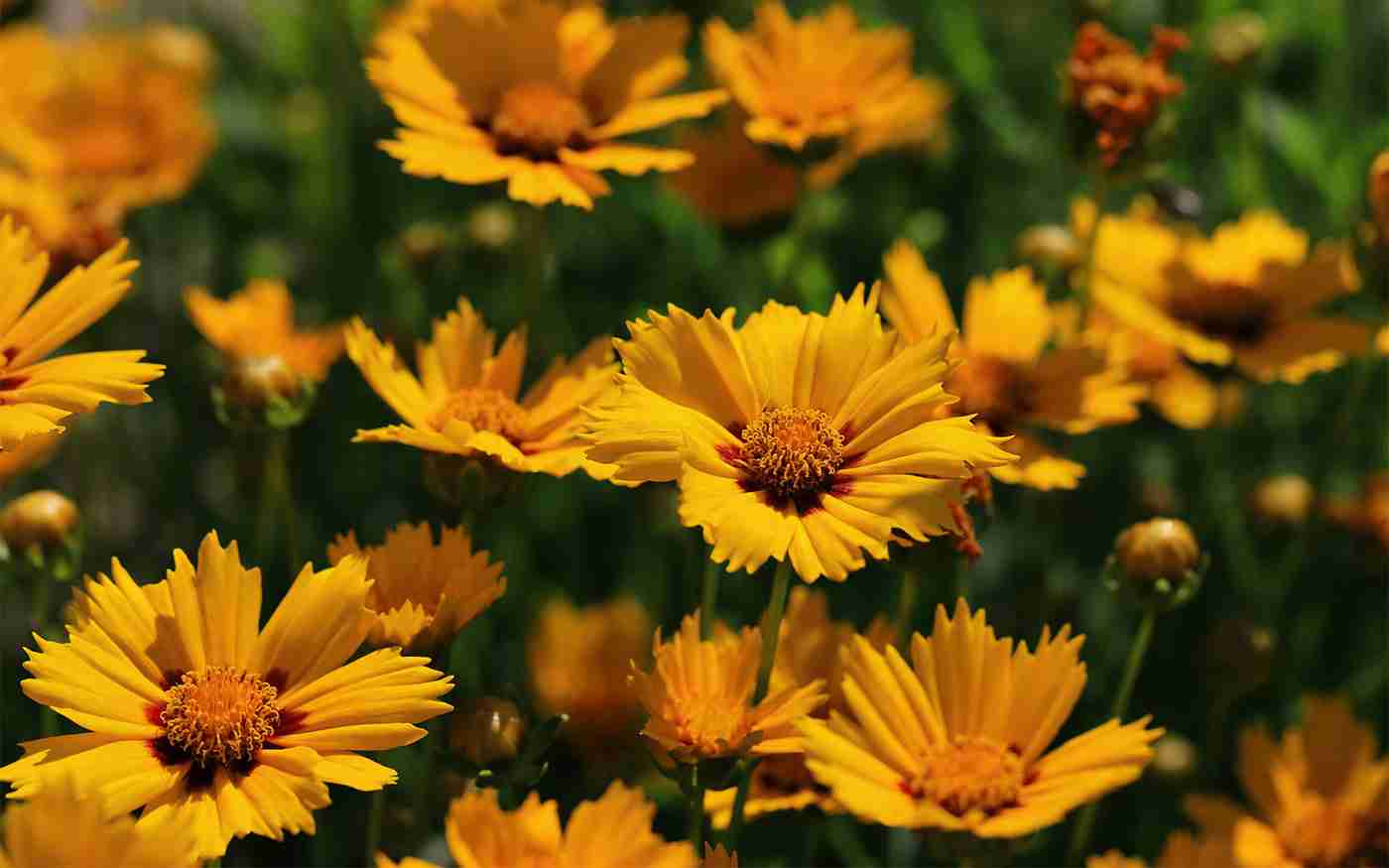 How to Grow and Care for Coreopsis