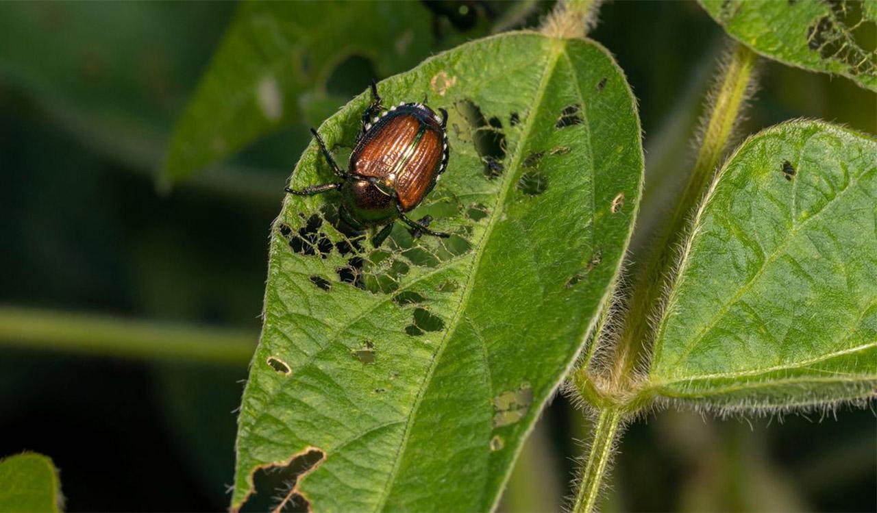 How to Get Rid of Japanese Beetles: A Complete Guide