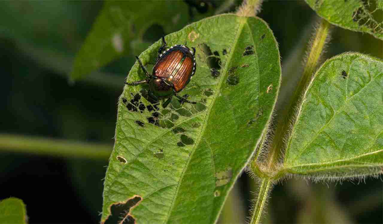 How to Get Rid of Japanese Beetles: A Complete Guide