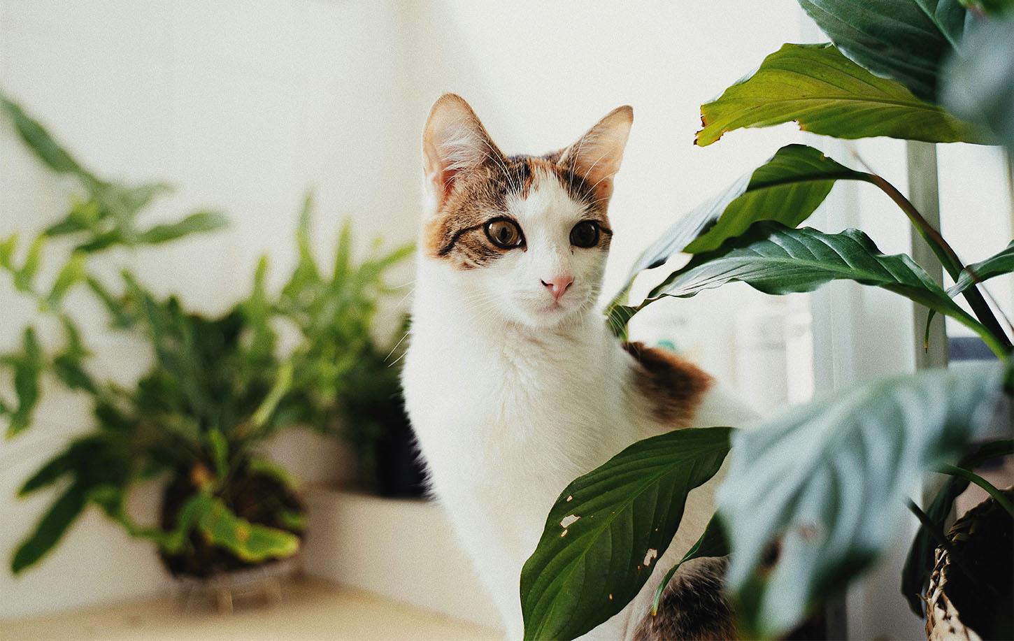 Pet-Safe Houseplants That Are Safe for Cats and Dogs