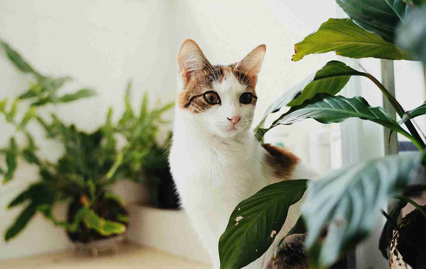 Pet-Safe Houseplants That Are Safe for Cats and Dogs