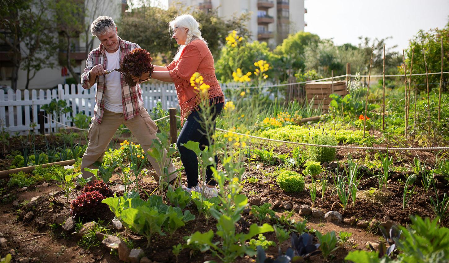 Garden Yields: How Much to Plant Per Person