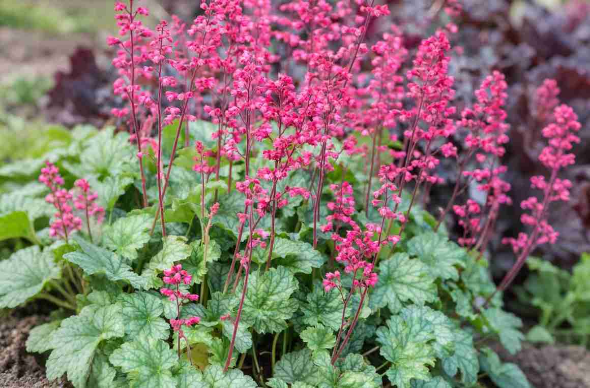 Coral Bells Care: The Complete Heuchera Growing Guide