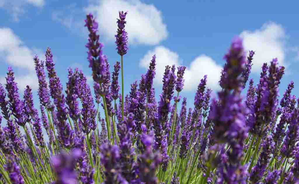How to Grow and Care for English Lavender