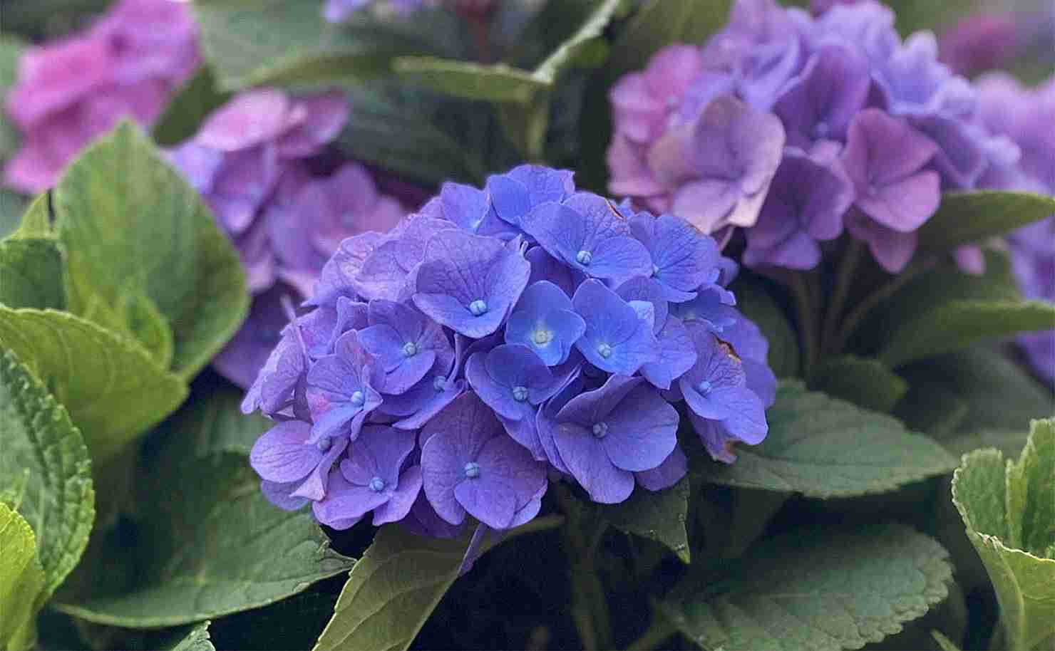 Lacecap Hydrangeas: Your Guide to Glorious Blooms & Care This Summer