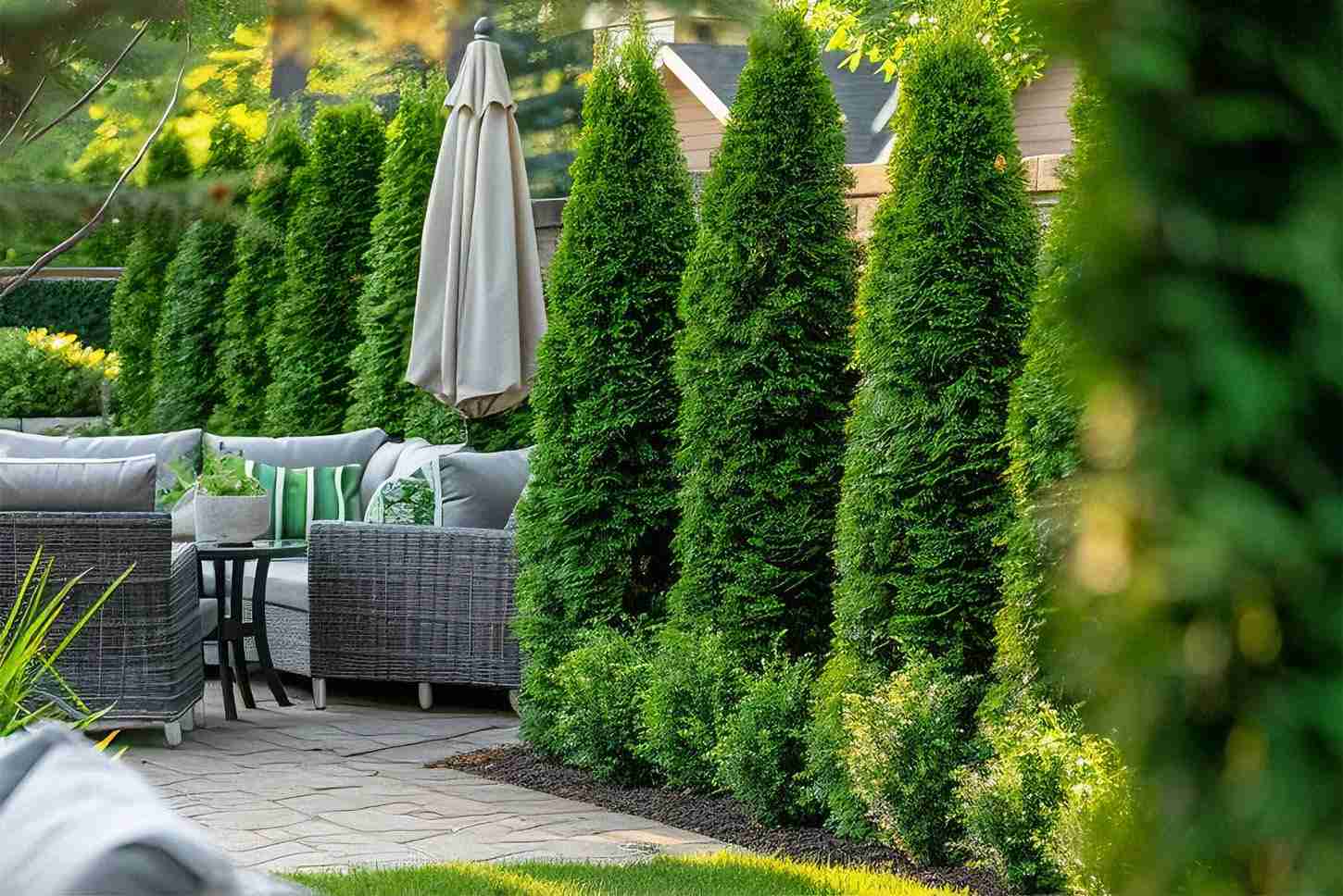 Emerald Green Arborvitae Growing and Care Guide