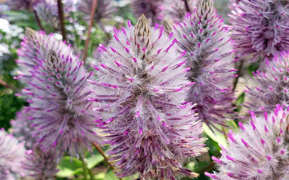 Ptilotus: Growing Tips and Care Guide