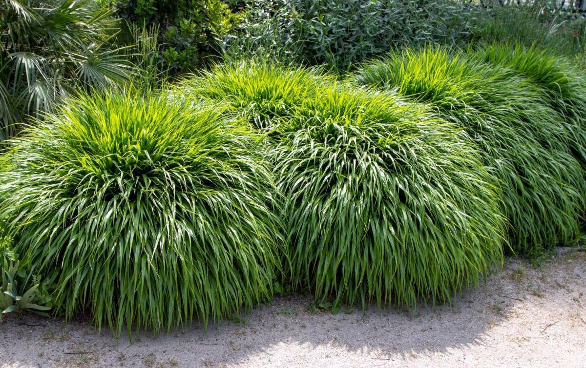Japanese Sedge: Bringing Elegant Greenry to Your Garden