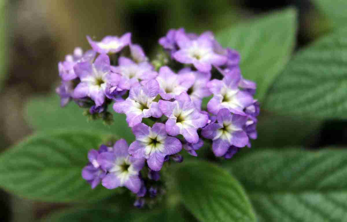 The Scented Garden: All About Heliotrope Care