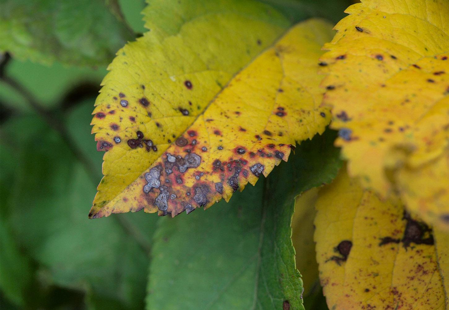 Common Pests & Diseases