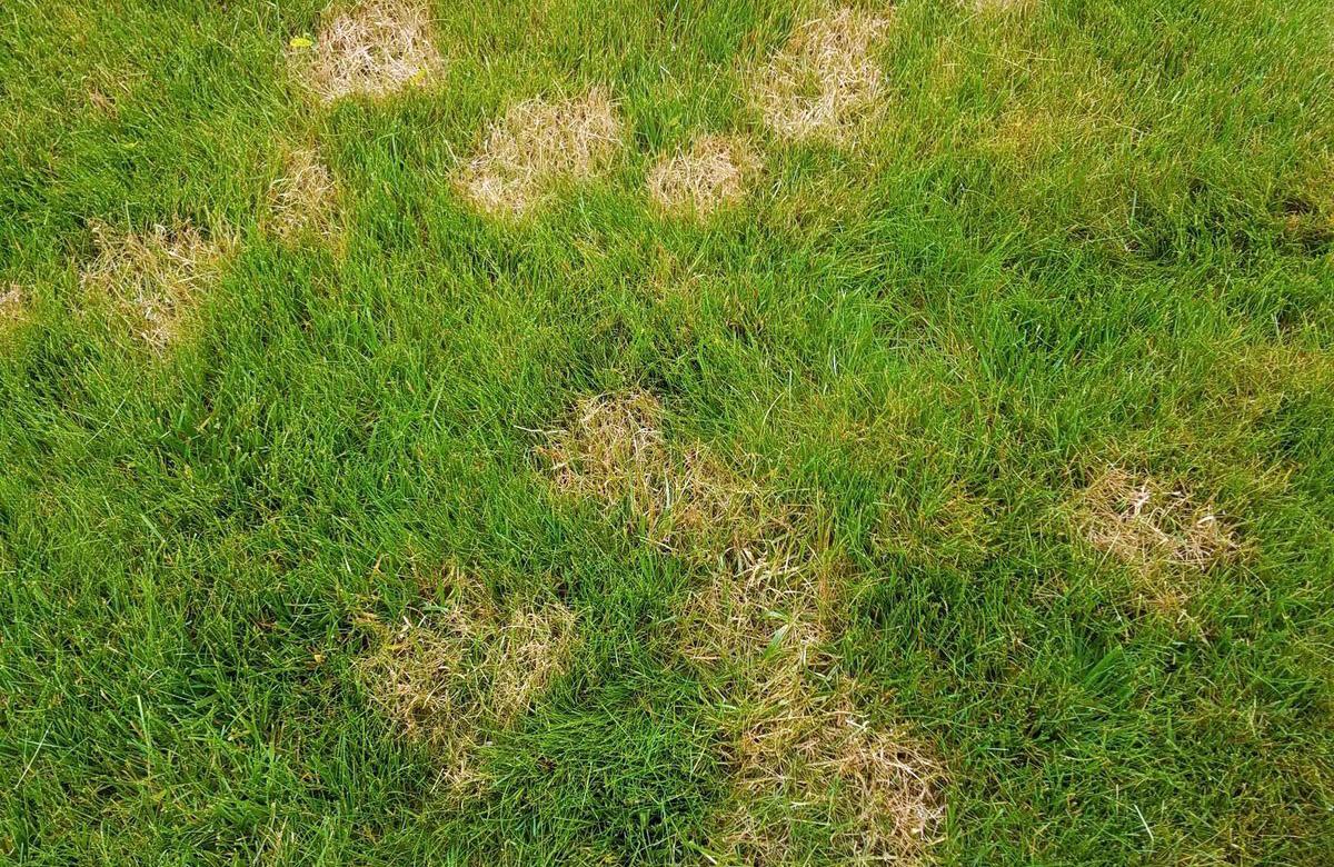 12 Common Lawn Disease Prevention Methods
