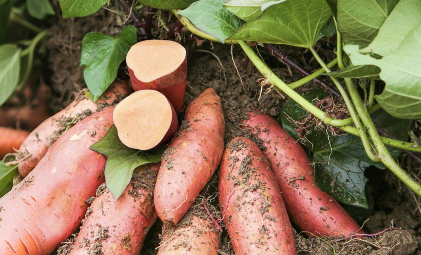 Grow Sweet Potatoes: A Nutritious Garden Crop from Planting to Harvest
