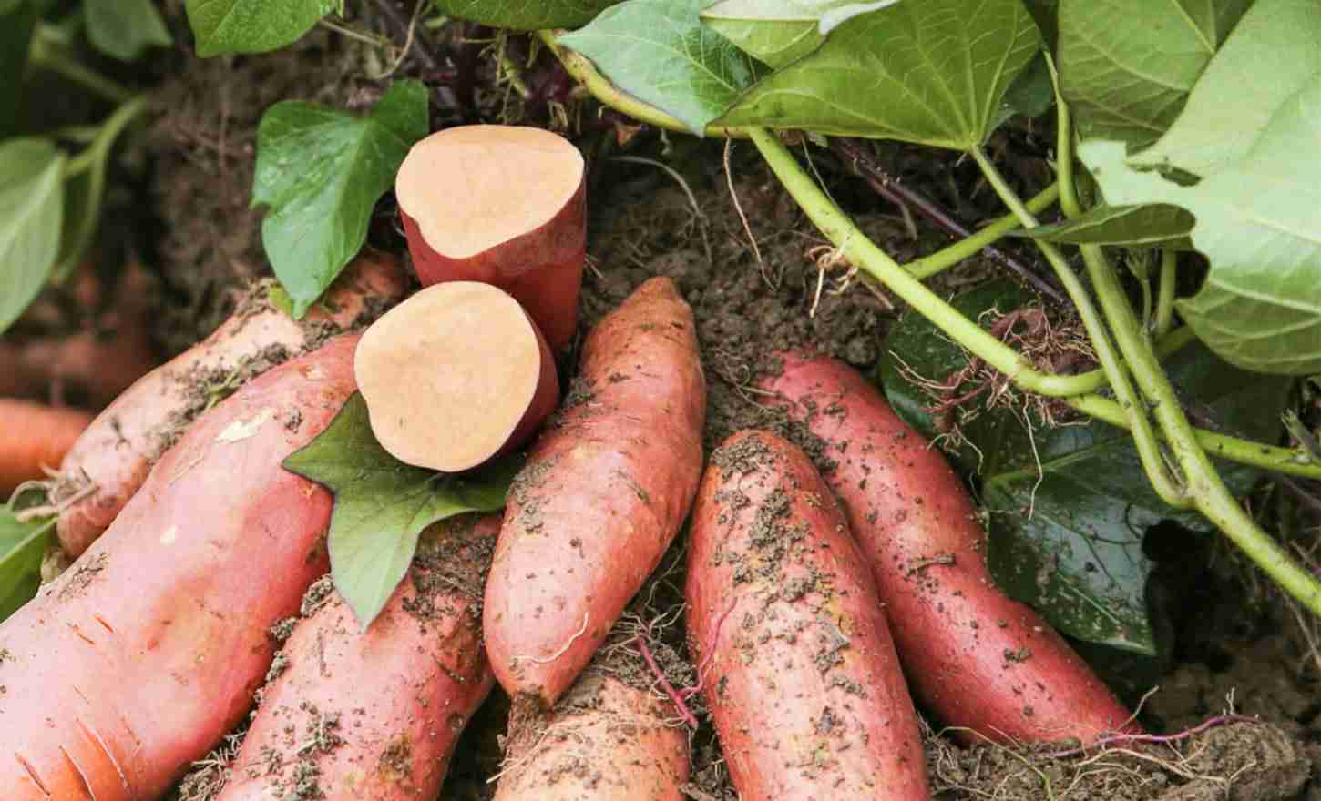 Grow Sweet Potatoes: A Nutritious Garden Crop from Planting to Harvest