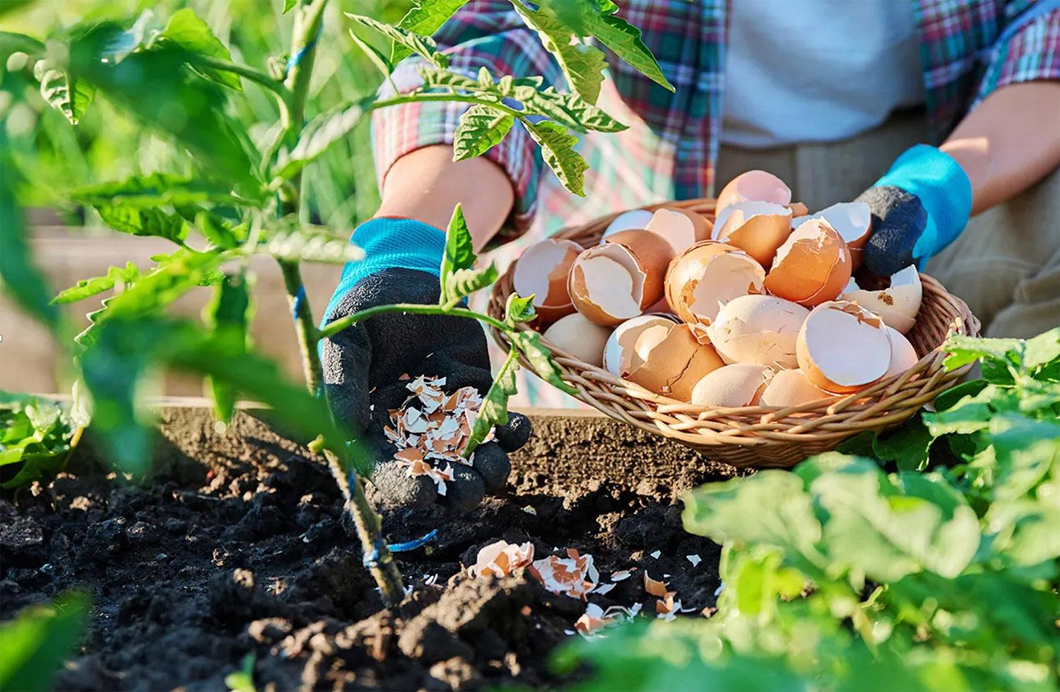 How to Use Eggshells to Boost Tomato Yield and Prevent Diseases
