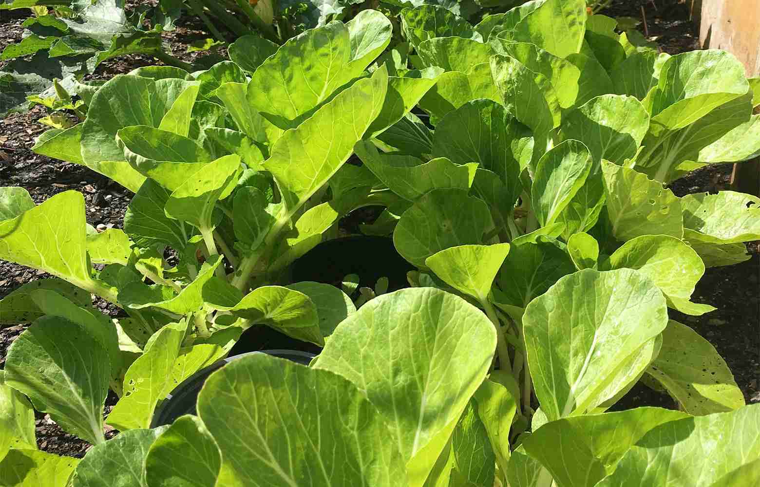 Which Vegetables Can You Grow Indoors During Winter?