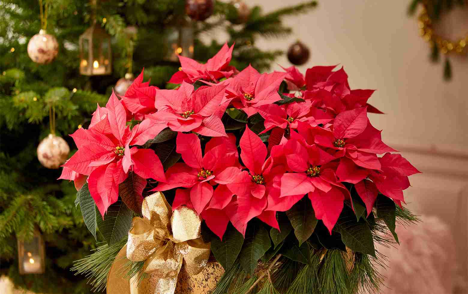 Your Guide to Thriving Holiday Houseplants