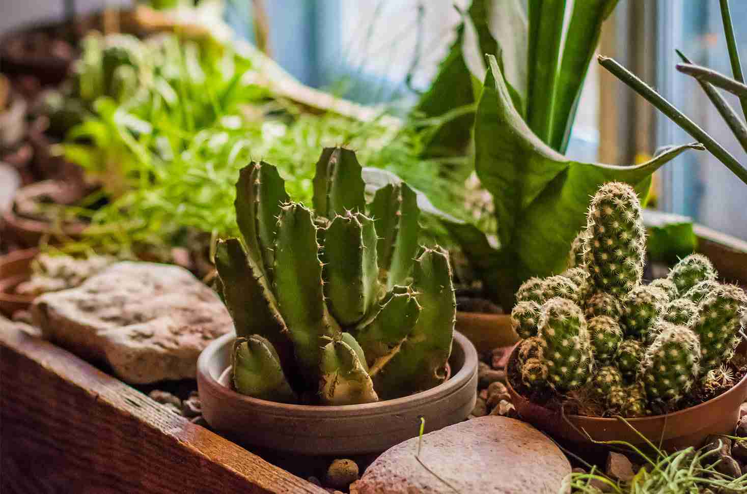 Do Succulents and Cacti Need Zero Fertilizer in Winter?
