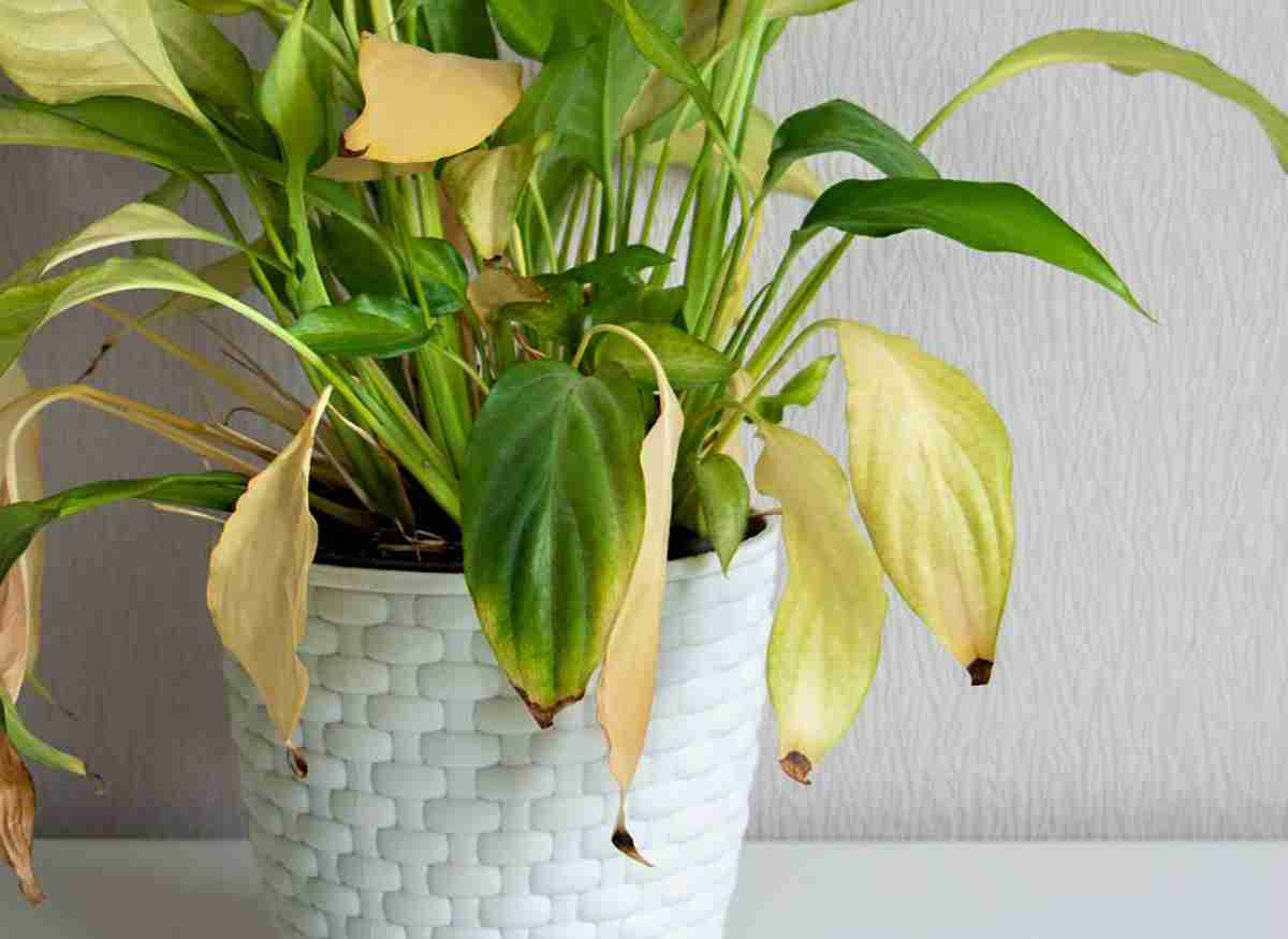 Peace Lily & Fern Crispy Tips in Winter — What Should You Do?