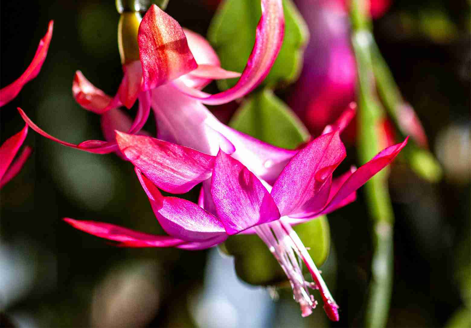 10 Cat-Friendly Indoor Plants to Brighten Your Home