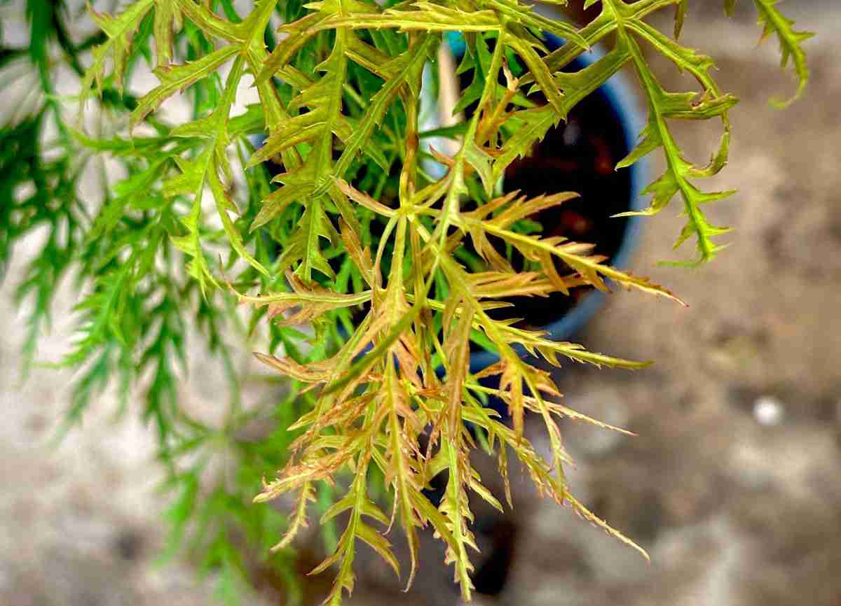 Why Are My Leaves Turning Yellow in Winter? Light or Water Issue?