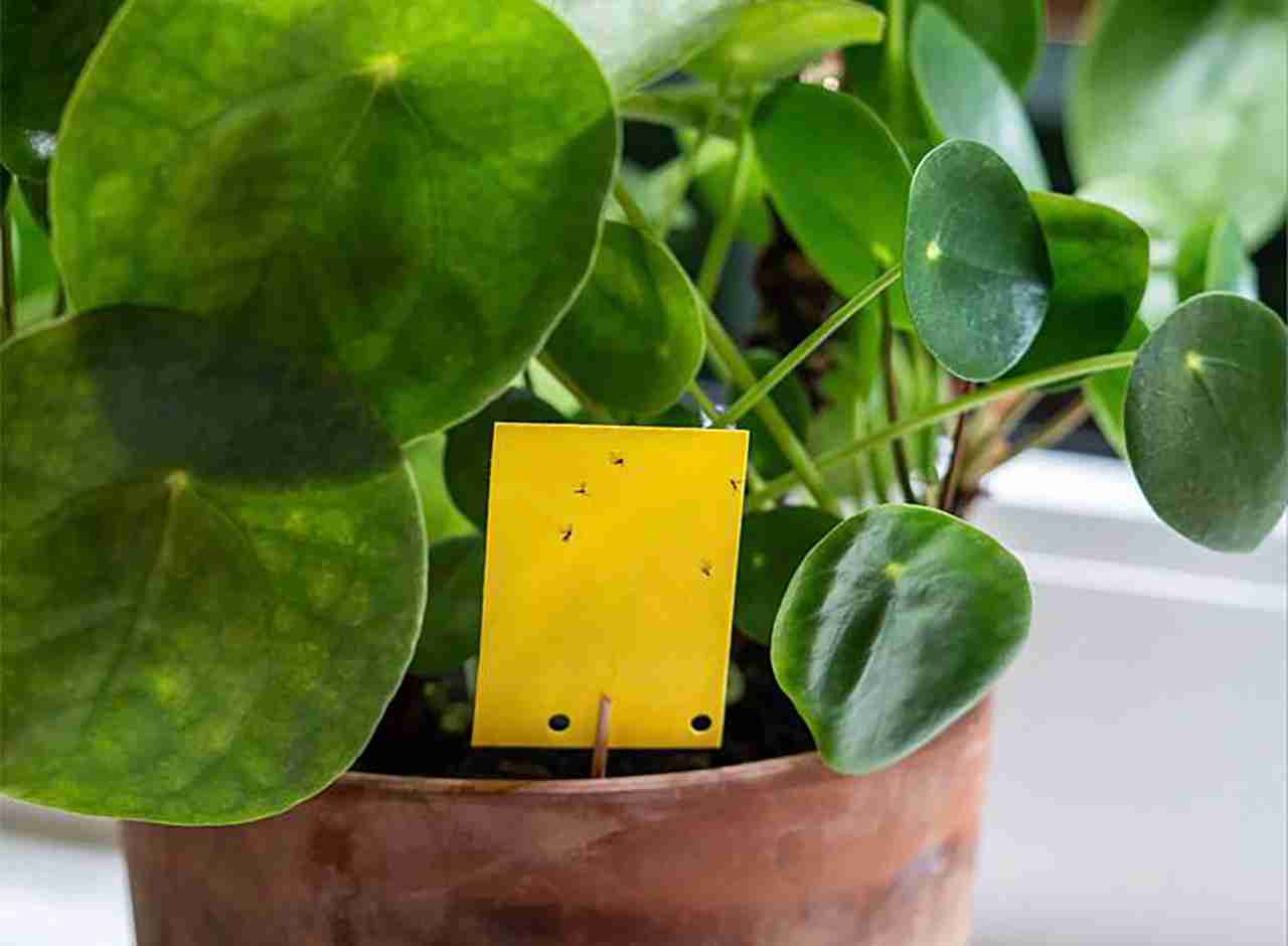 Why Do Fungus Gnats Get Worse in Winter?